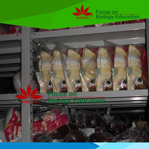 57 cm उच्च एक्यूपंक्चर चिकित्सा मॉडल के लिए मानव शरीर मॉडल - Product Image 5