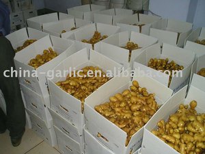 Đặc Điểm Kỹ Thuật Gừng Tươi/Gừng Khô Đạt Tiêu Chuẩn EU - Product Image 5