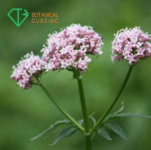 Venta caliente <span class=keywords><strong>Valeriana</strong></span> polvo <span class=keywords><strong>de</strong></span> extracto <span class=keywords><strong>de</strong></span> raíz <span class=keywords><strong>de</strong></span> con valeric acid - Product Image 3