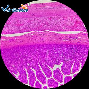 50枚入り 組織学標本セット 組織学顕微鏡用標本 人間の組織学標本 生物学スライド 組織学スライド - Product Image 4