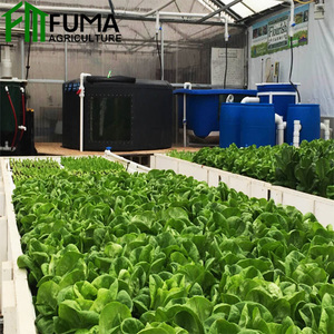 Eco-friendly commerciale aquaponics serra di plastica <span class=keywords><strong>per</strong></span> i pesci e pianta <span class=keywords><strong>crescere</strong></span> <span class=keywords><strong>insieme</strong></span> coltura fuori suolo - Product Image 5