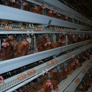 Jaula <span class=keywords><strong>de</strong></span> pollo <span class=keywords><strong>de</strong></span> alta calidad, jaula <span class=keywords><strong>de</strong></span> aves <span class=keywords><strong>de</strong></span> corral, a la <span class=keywords><strong>venta</strong></span> - Product Image 4