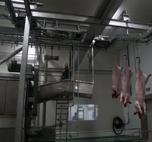 Línea de Producción Automática para Matanza de Cerdos, Equipo para Mataderos, 200 Cabezas por Día - Product Image 5