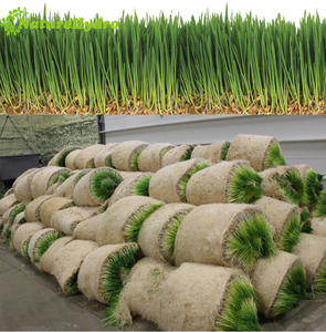 Hệ Thống Máy Làm Cỏ Nuôi Động Vật Thủy Canh - Product Image 2