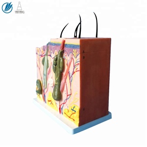 <span class=keywords><strong>70</strong></span> פעמים מוגדל אדם האנטומיה עור דגם - Product Image 3