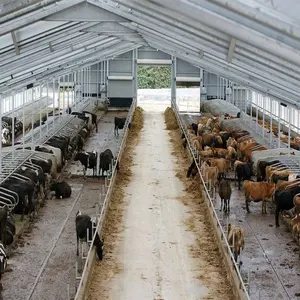 Einfach zu installieren vorgefertigte Viehzucht Scheune Kuh Hangar Schuppen Stahl konstruktion