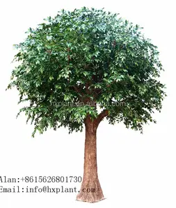 人造菩提树合成 fic叶与 ficus 的品种