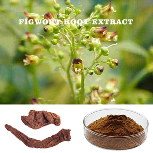 HONGDA Supply Radix Scrophulariae экстракт корня фига порошок - Product Image 2