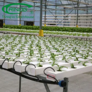 Trinog Greenhouse manufacturer agricultural greenhouse lettuce nft hydroponic system for lettuce hydroponics