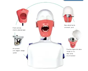 带有躯干/牙科训练模拟器的牙科人体模型，带有phamtom head