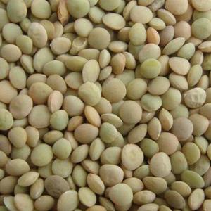 Nuovi Lenticchie Verdi Essiccate Cinesi - Product Image 3