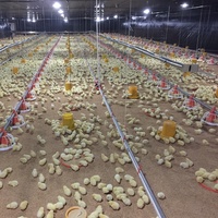 Plan d'entreprise de ferme avicole moderne en PDF, fourni par une usine chinoise