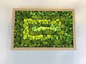 Farklı türleri İspanyol moss korunmuş yosun gerçek doğal yosun duvar fabrika fiyat ile - Product Image 3