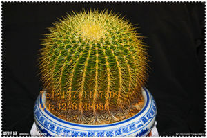 <span class=keywords><strong>Cactus</strong></span> artificiel d'extérieur durable de haute qualité, meilleur <span class=keywords><strong>prix</strong></span> de gros pour <span class=keywords><strong>boule</strong></span> de <span class=keywords><strong>cactus</strong></span> artificielle - Product Image 4
