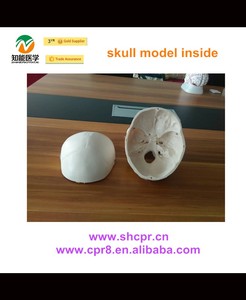 Usine derect vente humain anatomie crâne modèle modèle médical - Product Image 3