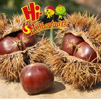 Dried Chestnuts for Sale, Organic Cultivation Species