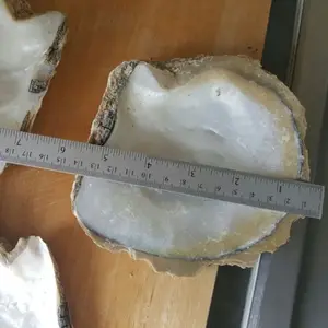 Fabbrica ultimo prezzo di bianco mop shell guscio grezzo in azione con buona qualità