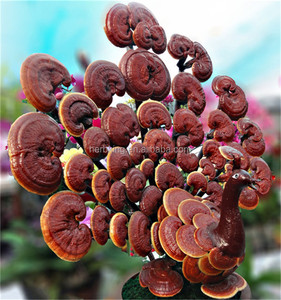 Reishi extrato polissacarídeo 10% 20% 30% 40% 50% Ganoderma lucidum planta extrato Lingzhi - Product Image 5
