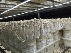 Detan Haixian Spawn/Journaux Champignon Graines - Product Image 4