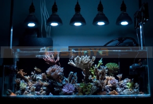 AC85-265V lleno espectro Led crecer <span class=keywords><strong>plantas</strong></span> <span class=keywords><strong>acuario</strong></span> lámpara <span class=keywords><strong>para</strong></span> Arrecife <span class=keywords><strong>de</strong></span> Coral <span class=keywords><strong>de</strong></span> Fsh tanque - Product Image 6
