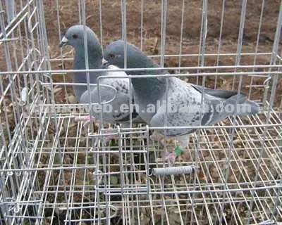 À faible teneur en carbone en acier cage à pigeons