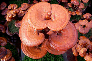 Organique Plante Poudre Rouge Reishi Extrait De Champignon poudre - Product Image 3
