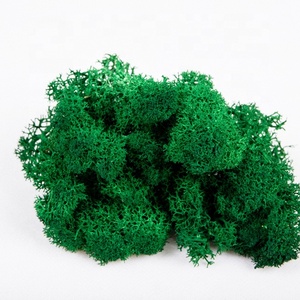 Musgo en conserva de sphagnum seco, a precio razonable, estabilizador de pared verde - Product Image 3