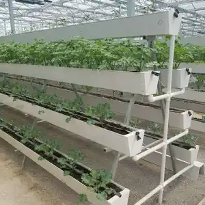 イチゴ栽培水耕栽培システムを使用した市販の温室キット