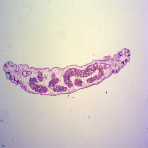 Microscopio educativo de Parasitología, toboganes para enseñanza, de cristal, para Zoología y enseñanza - Product Image 2