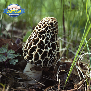 Detan Getrocknete Wilde Morel für Käufer für Pilze