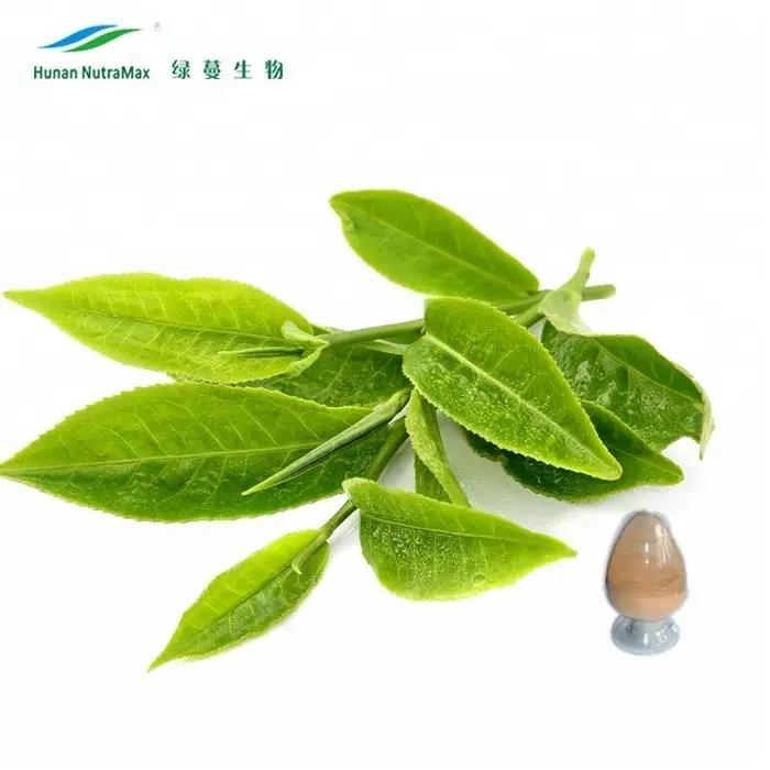 संयंत्र निकालने हरी चाय निकालने पाउडर खाद्य ग्रेड 98% Polyphenol एचपीएलसी
