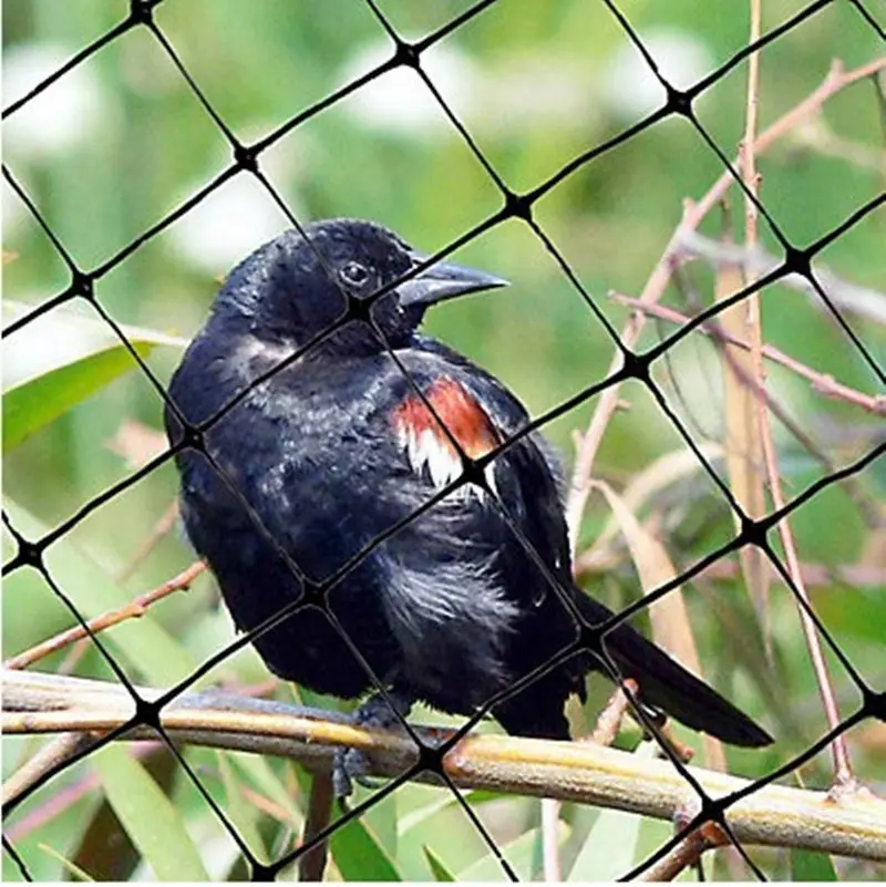 Hoge kwaliteit Agrarische plastic anti vogel net, goedkope anti birdnetting, plastic anit vogel netto voor verkoop