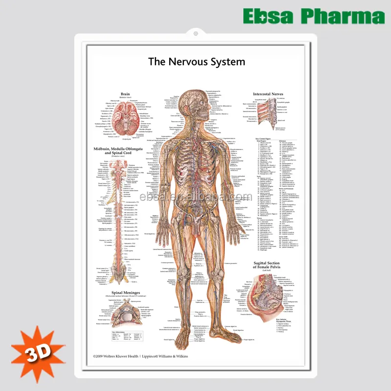 3D Medische Menselijk Anatomie Wandplaten/Poster-De Zenuwstelsel