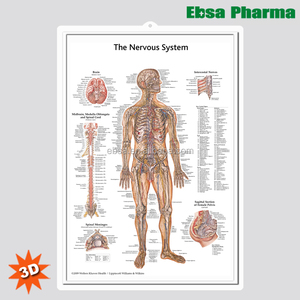 3D Medical Human Anatomy Wall charms/Poster-el sistema nervioso