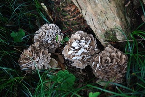 Spécial <span class=keywords><strong>Vente</strong></span> Chaude Maitake Poudre - Product Image 2