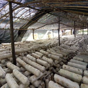 Detan Phát Triển Nấm <span class=keywords><strong>Shiitake</strong></span> Bản Ghi - Product Image 4