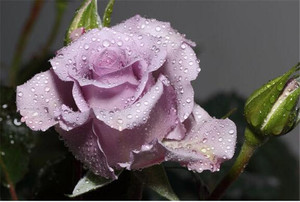 Yunnano china fresca corte rosa diretamente da fazenda rosa natural raiz flor crescentes fornecer diretamente - Product Image 5