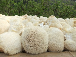 <span class=keywords><strong>Champignon</strong></span> <span class=keywords><strong>crinière</strong></span> de <span class=keywords><strong>lion</strong></span> séché Detan - Product Image 4