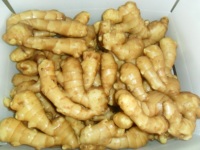 Gingembre frais chinois, haute qualité, avec norme exportation