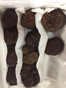 Detan ताजा काले <span class=keywords><strong>Truffle</strong></span> जंगली मशरूम कीमतों - Product Image 5