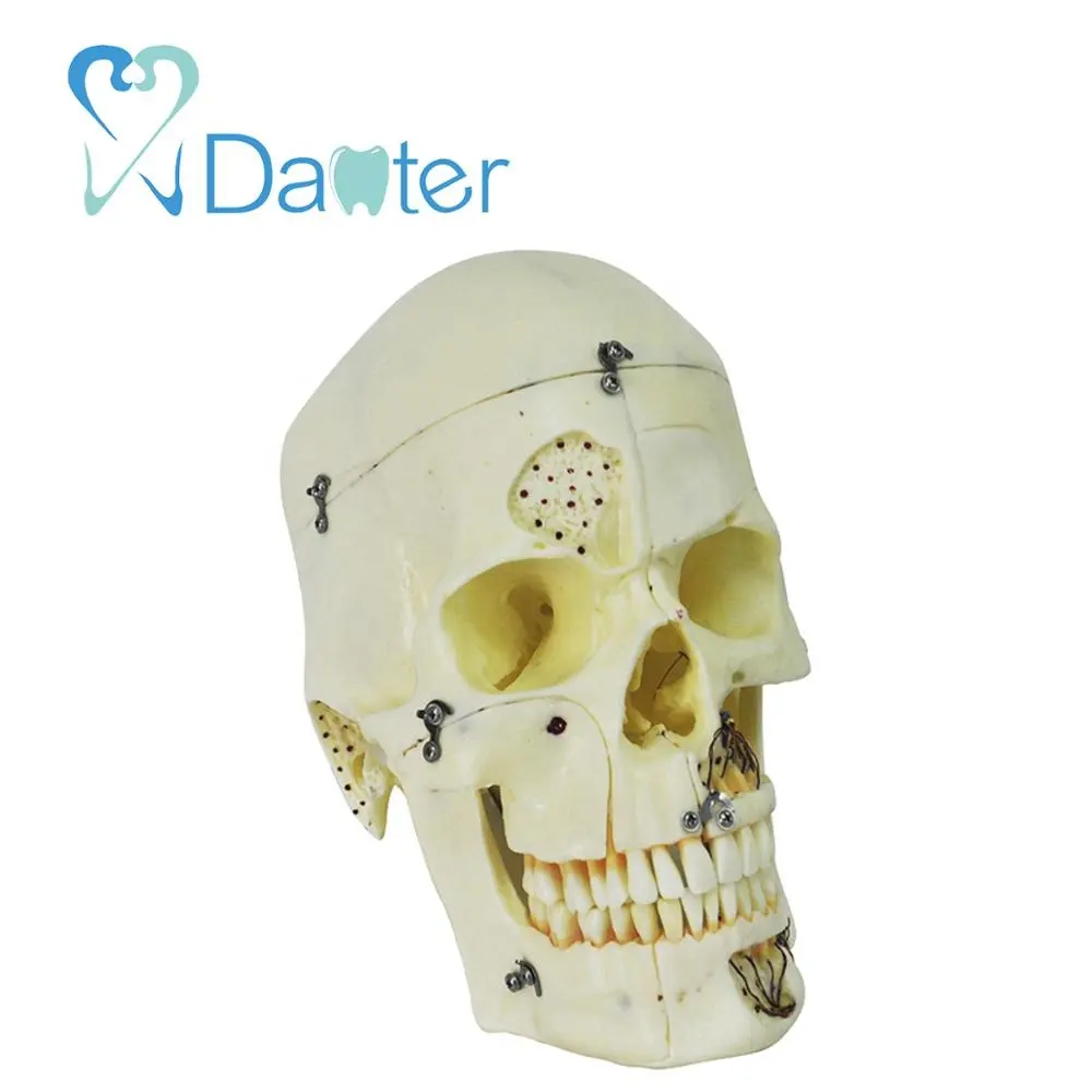 hot sell medical anatomical skull model with lock