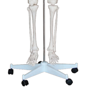 <strong>Human</strong> Spine Plastic Model for Medical Science Life Size <strong>Skeleton</strong> 180cm High Bone <strong>Human</strong> <strong>Skeleton</strong> Anatomy for Teaching Simulation