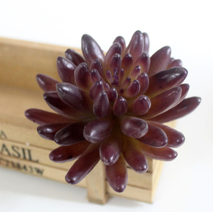 Wholesale <strong>11</strong> Medium Size Succulent <strong>Plants</strong> Artificial Succulent <strong>Plants</strong> Natural - Product Image 3