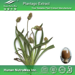 Doğal <span class=keywords><strong>Plantago</strong></span> <span class=keywords><strong>Asiatica</strong></span> / Asiatic muz/muz bitki özü bitki özü - Product Image 3