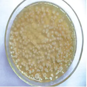 饲料添加剂芽孢杆菌水产养殖益生菌用于鱼饲料