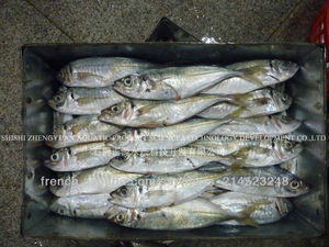 SCAD frozen fish frozen fish - Product Image 1