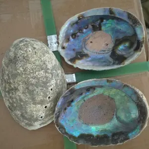 Big Size Grondstof Bulk Gedroogde Abalone Shell Paua Shell In Lage Prijs