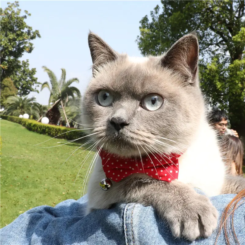 Amigo Bán Chạy Nhất Pet Kitten Breakaway Khóa Cá Nhân Chuông An Toàn Bow Tie Kitty Dễ Thương Nhỏ Mèo Cổ Áo