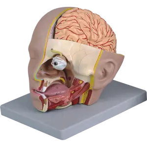 Tête humaine Dissection avec Modèle de Cerveau