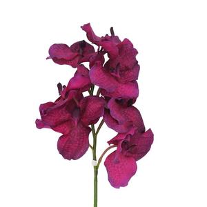 Lễ Hội Bán Chạy Cây Hoa Phong Lan Với Chất Lượng Cao - Product Image 2